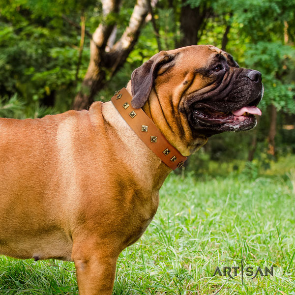 Bullmastiff basic training dog collar of top notch quality natural leather