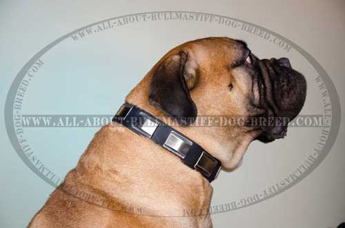 Leather Collar for Bullmastiff Plated ideal