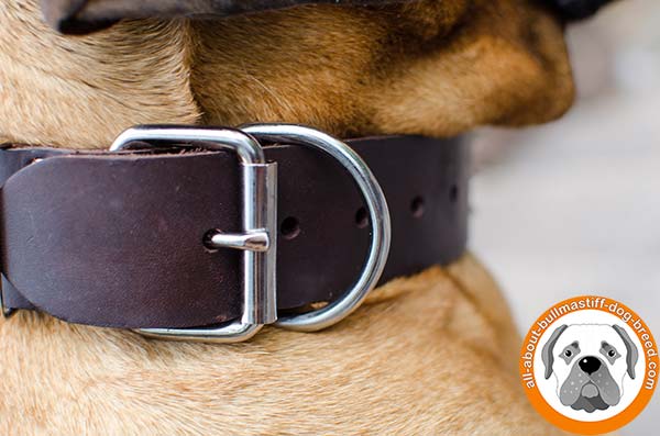 Bullmastiff leather collar wide decorated with spikes for daily walks