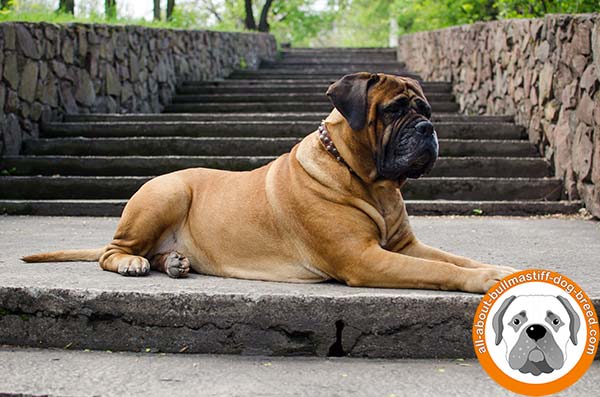 Long servicing accessory for awesome Bullmastiff Breed 