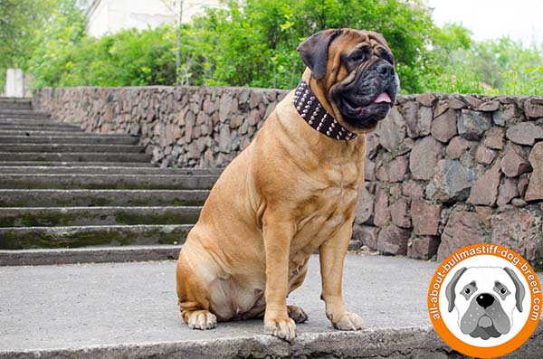 Gorgeous Bullmastiff leather decorated collar with strong hardware