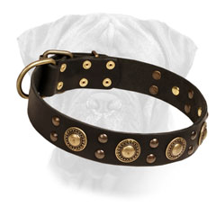 Collar Leather Bullmastiff Decorated with Brass Circles