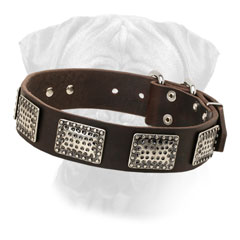 Leather Collar Bullmastiff Nickel Plated Buckle