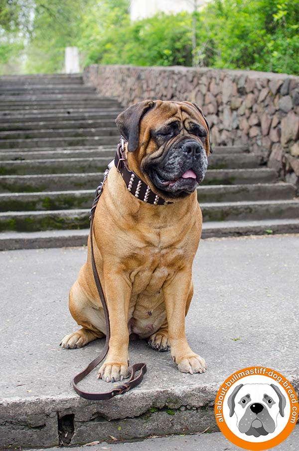 Wonderful Bullmastiff leather collar for everyday use