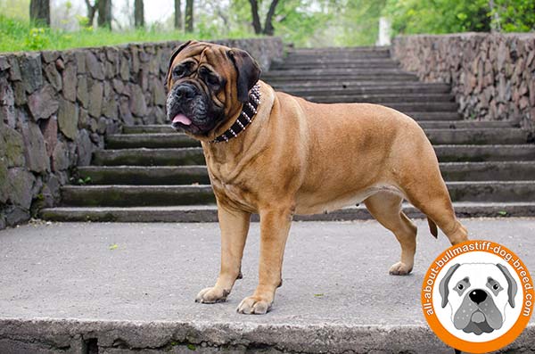 Fashionable Bullmastiff leather collar for awesome Bullmastiff