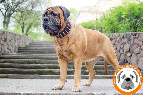 First class leather Bullmastiff collar for walking