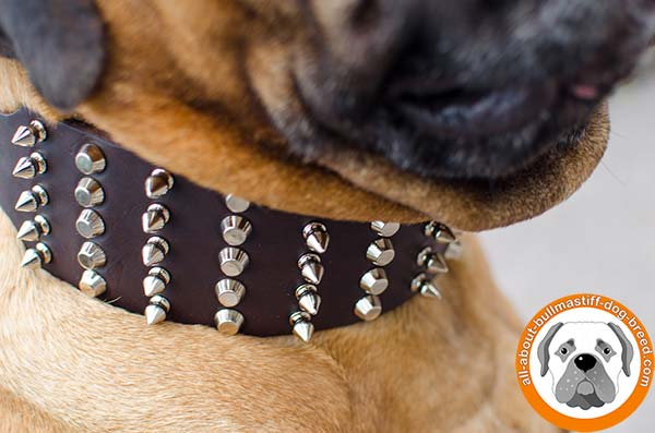 Adorned Bullmastiff leather collar for daily activities