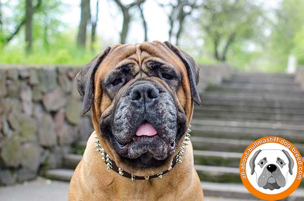 High quality leather collar for strong Bullmastiff