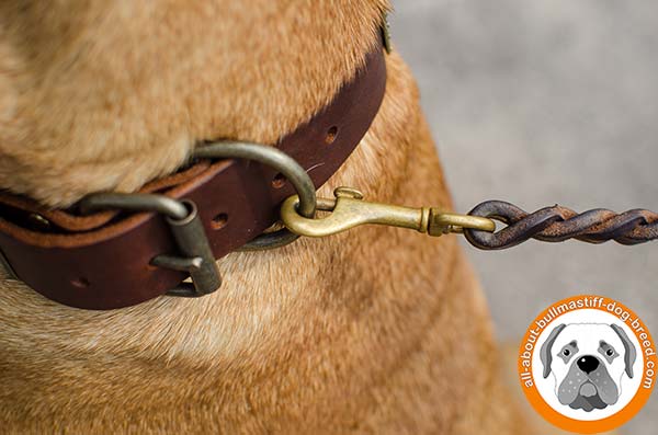 Top-quality Bullmastiff leather collar for handling, walking, training