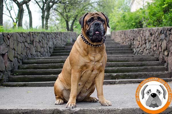 Stunning design leather collar for active Bullmastiff