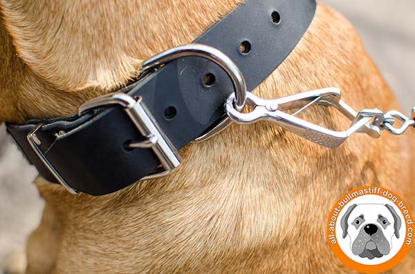 High quality leather collar for powerful Bullmastiff