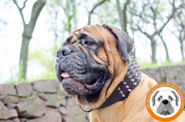 Extra strong leather collar for powerful Bullmastiff