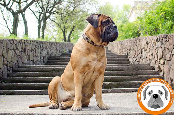 Amazing leather collar for powerful Bullmastiff Breed