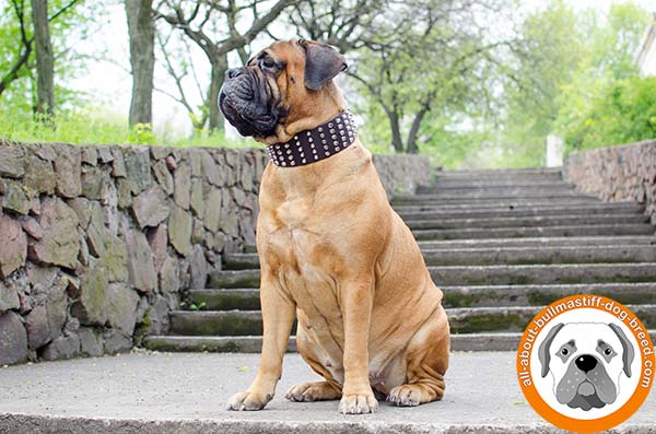 Marvellous Bullmastiff leather collar for any kinds of activities    
