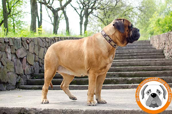 Adorned Bullmastiff leather collar for different activities