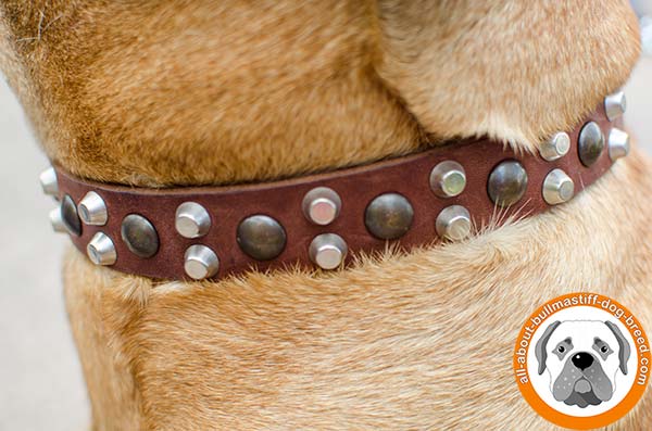 Popular Bullmastiff leather collar with pyramids and studs