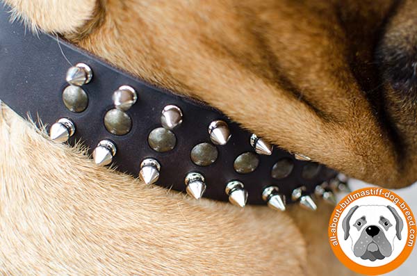 Stunning Bullmastiff leather collar for walking