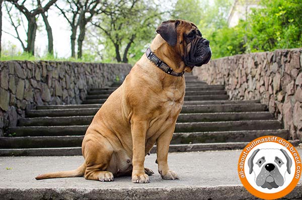 Stylish Bullmastiff leather collar with pyramids and massive plates