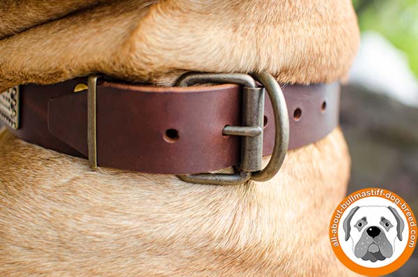 Walking and training Bullmastiff leather collar with decorations 