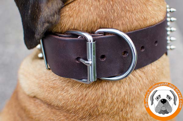 Awesome wide leather collar for active and strong Bullmastiff