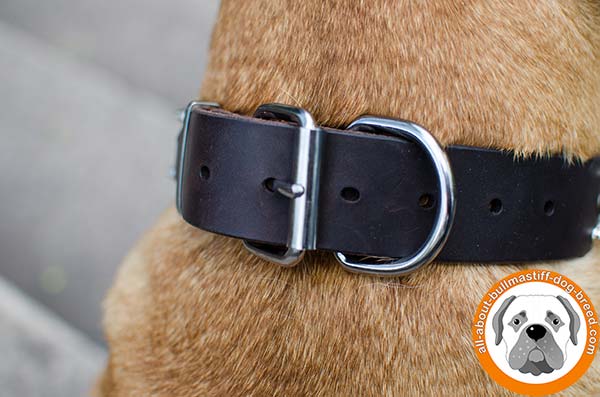 Gorgeous Bullmastiff leather collar with fancy spikes and studs 