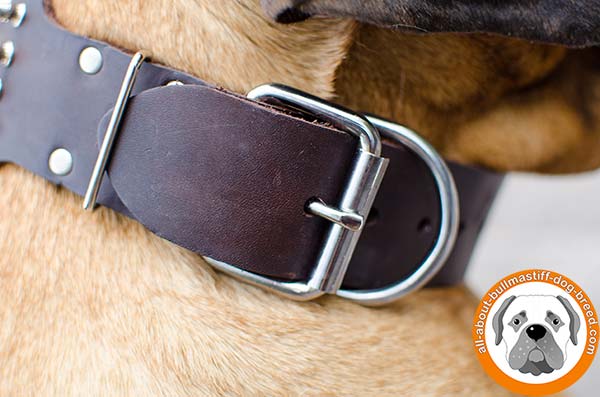 Luxury decorated leather Bullmastiff collar for daily walks