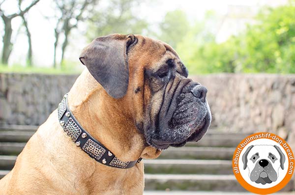 Amazing leather collar for stylish Bullmastiff Breed