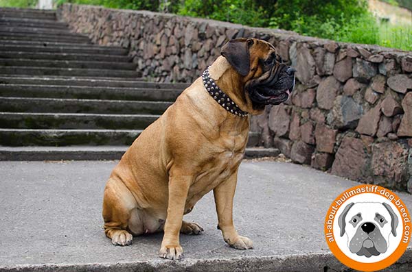 Fashionable leather collar for Bullmastiff Breed