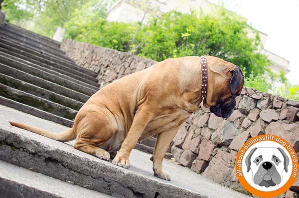 Marvellous leather collar with pyramids and studs for Bullmastiff