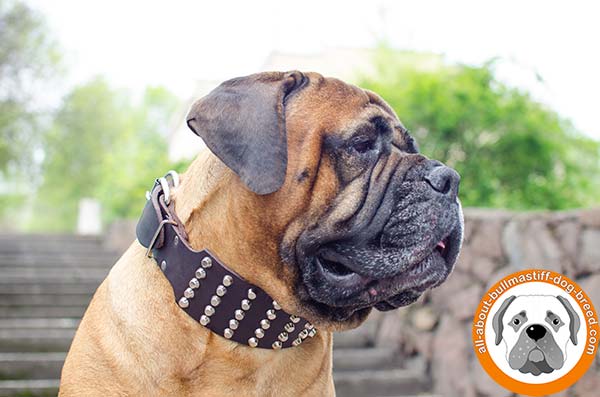 Attractive looking leather studded collar for Bullmastiff