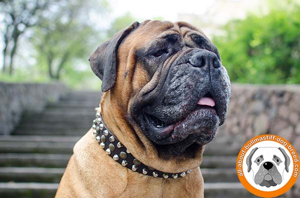 Everyday decorated leather Bullmastiff collar