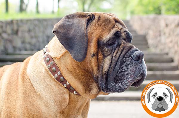 Professional leather accessory with fancy decoration for Bullmastiff