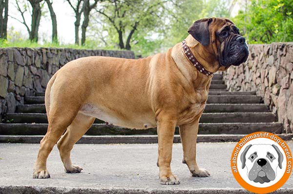 Leather Bullmastiff collar with steel nickel plated buckle