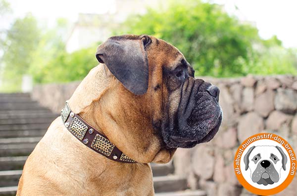 Awesome decorated Bullmastiff leather collar for everyday use