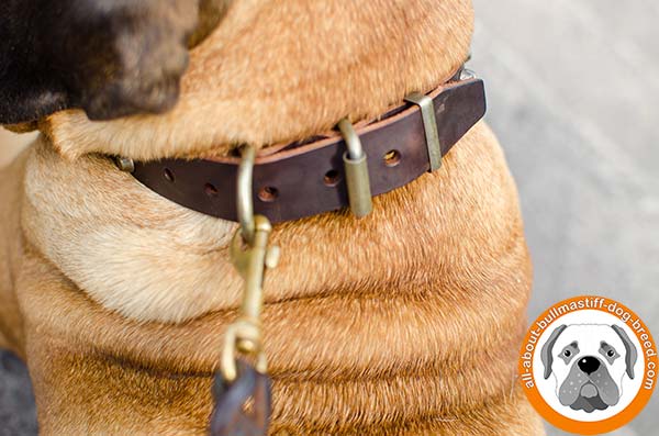 Studded leather collar for everyday walking and training