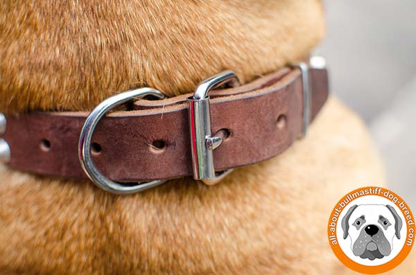 Beautiful leather Bullmastiff collar for daily activities