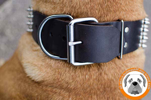 Fabulous leather Bullmastiff collar with nickel plated buckle