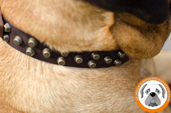 Walking in style Bullmastiff leather collar 