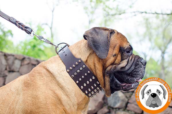 Leather Bullmastiff collar with spikes and five rows of pyramids