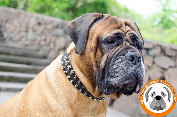 Decorated Bullmastiff leather collar for various activities