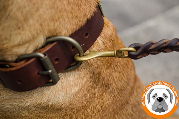 Bullmastiff leather collar for active and strong Dog