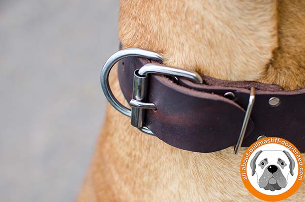 Luxury leather Bullmastiff collar with hand set studs
