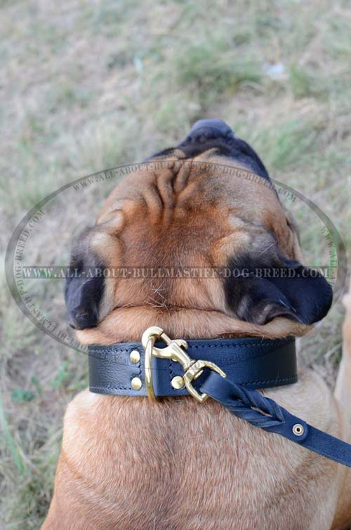 Bullmastiff Leather Dog Collar Tremendous Design