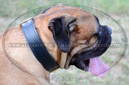 Leather Dog Collar for Agitation Training