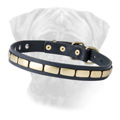 Leather dog collar with firm hardware