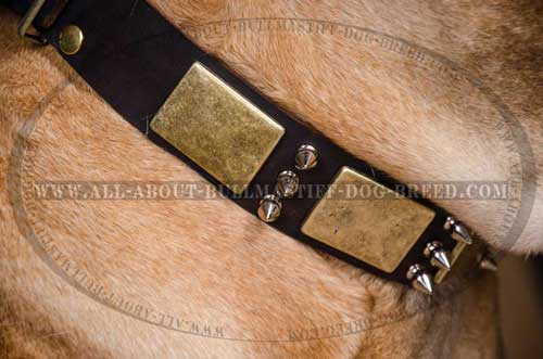 Leather Dog Collar for Training & Walking