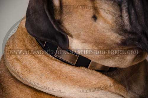 Leather Dog Collar Exclusive