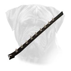 Handcreafted Bullmastiff Leather Collar With Riveted  Spikes