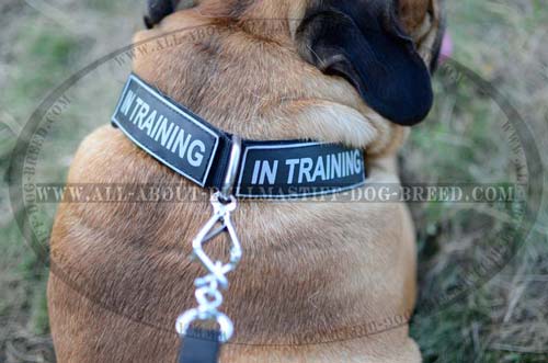 Identification Patches on Al Weather Nylon Dog Collar
