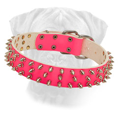 Bullmastiff Leather Pink Collar Spikes for Walking